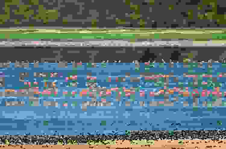 Flamboyance of Flamingos